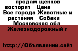 продам щенков восторят › Цена ­ 7 000 - Все города Животные и растения » Собаки   . Московская обл.,Железнодорожный г.